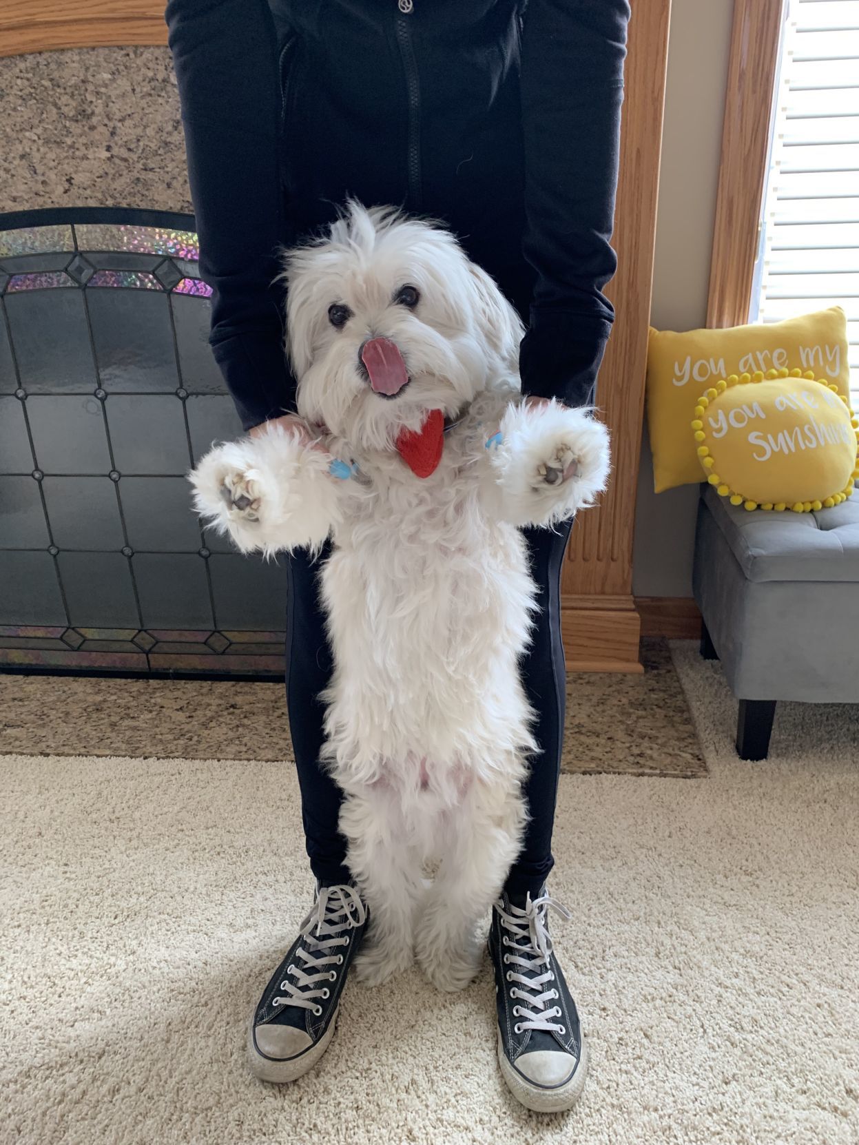 National Dog Day